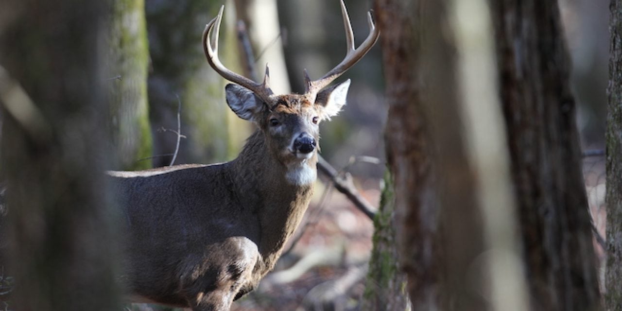 Deer Tactics: Attract Your Buck (Then Distract Him)