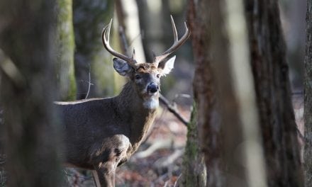 Deer Tactics: Attract Your Buck (Then Distract Him)