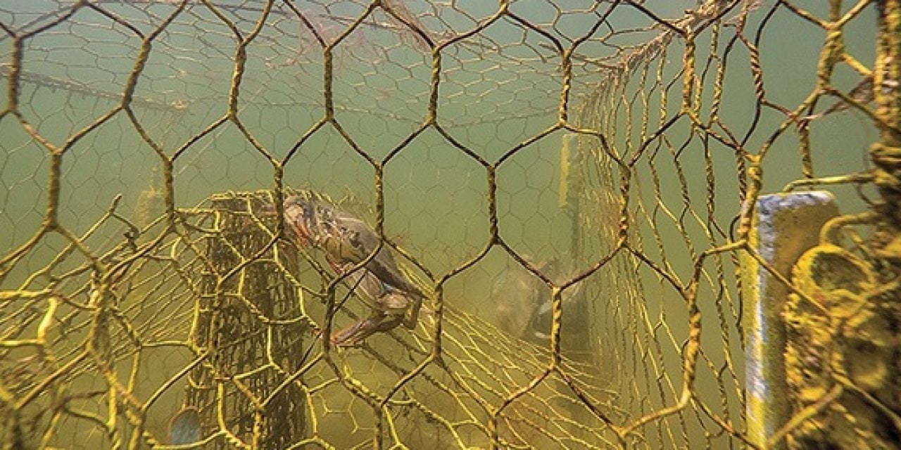 Derelict pots killing 3.3 million crabs annually in the Bay