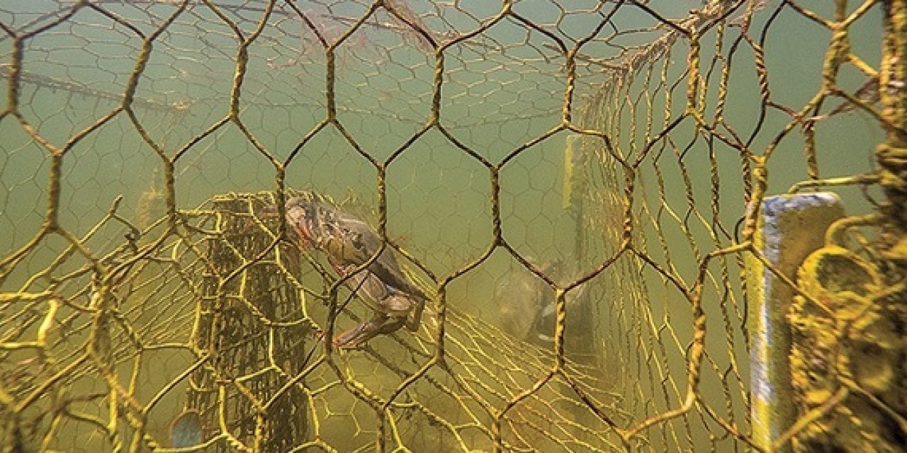 Derelict pots killing 3.3 million crabs annually in the Bay