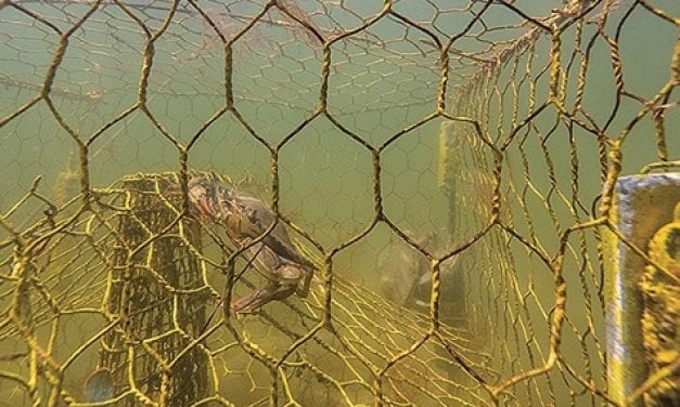 Derelict pots killing 3.3 million crabs annually in the Bay