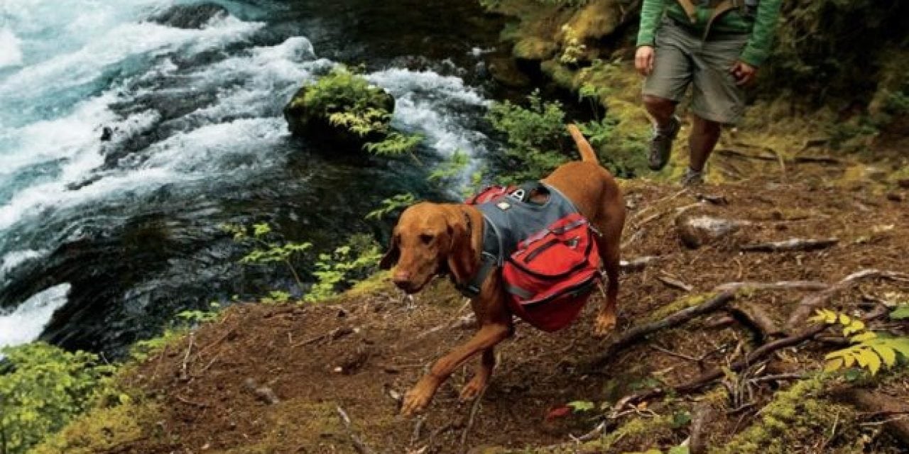 Dog Owners, Don’t Miss These Important Tips for Hiking with Dogs