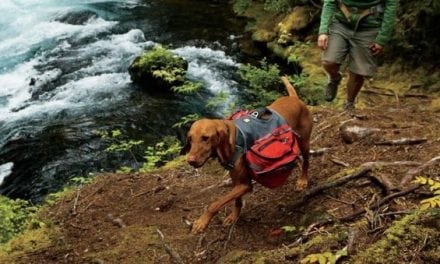 Dog Owners, Don’t Miss These Important Tips for Hiking with Dogs