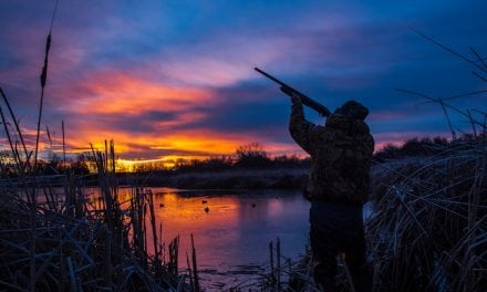 Early Waterfowl Action Tips in Missouri