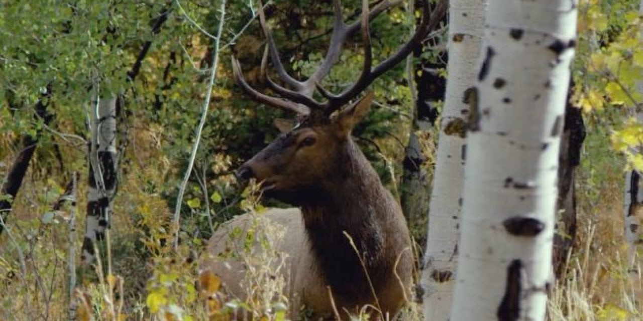 Elk Hunting Video Captures Why We Are Obsessed With This Big Game Animal