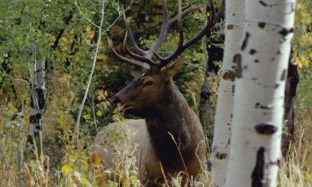 Elk Hunting Video Captures Why We Are Obsessed With This Big Game Animal