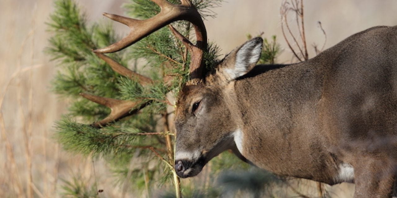 Expert Tips: Buying Great Deer Hunting Land