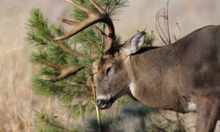 Expert Tips: Buying Great Deer Hunting Land