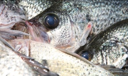 Fall Fishing for Crappie, Walleye, Bass, Catfish, ‘Wipers’
