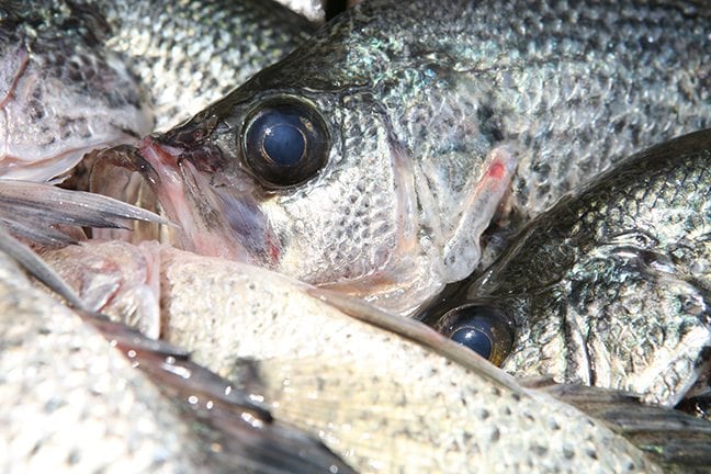Fall Fishing for Crappie, Walleye, Bass, Catfish, ‘Wipers’