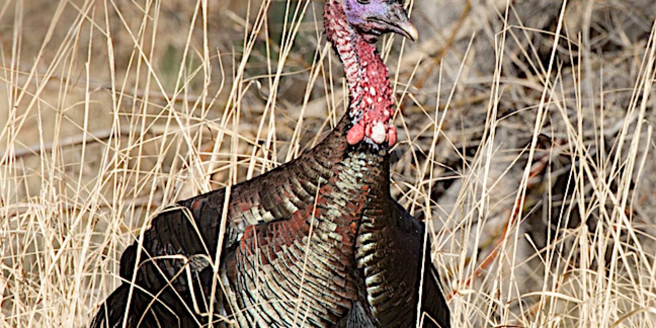 Fall Turkey Hunting a Pennsylvania Tradition