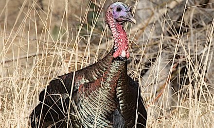 Fall Turkey Hunting a Pennsylvania Tradition