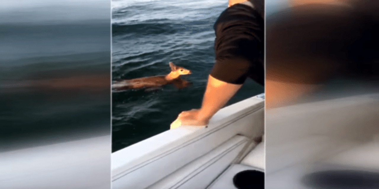 Family Rescues Baby Deer Out of Lake Ontario