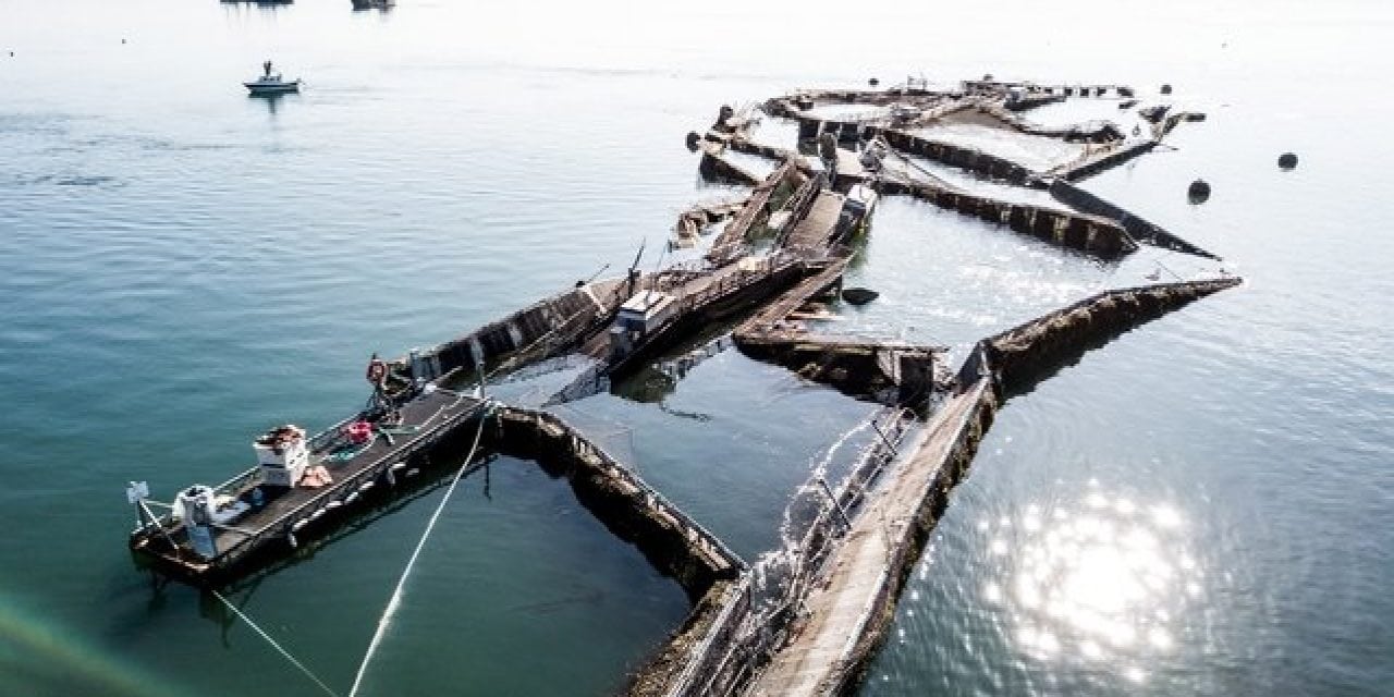 Farmed Atlantic Salmon Escape Broken Net In Washington