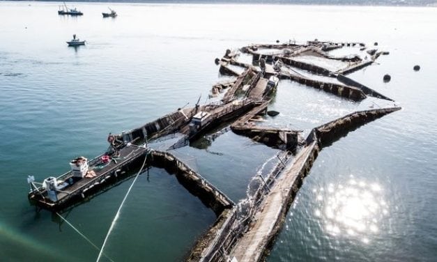 Farmed Atlantic Salmon Escape Broken Net In Washington