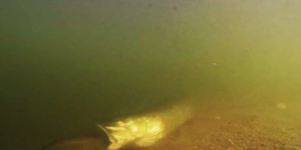 Feeding Frenzy: Muskie Mows Down Bass in Underwater Footage