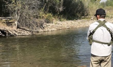 Fly Fishing On the Gallatin River for “The Monster Brown”