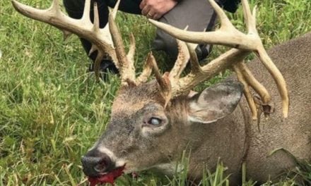 Giant Ohio Whitetail Riddled With EHD