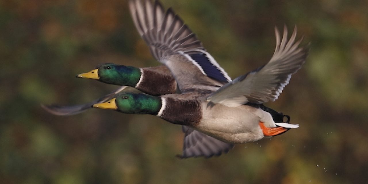 Great Plains Waterfowl Hot Spots 2017