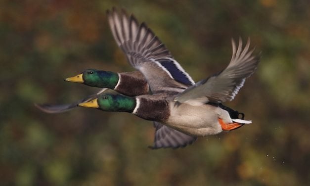 Great Plains Waterfowl Hot Spots 2017