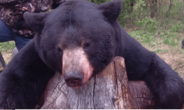 Group of Poachers Have Illegally Killed More Than 100 Animals