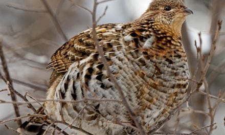 Grouse and Woodcock Hunting In New York