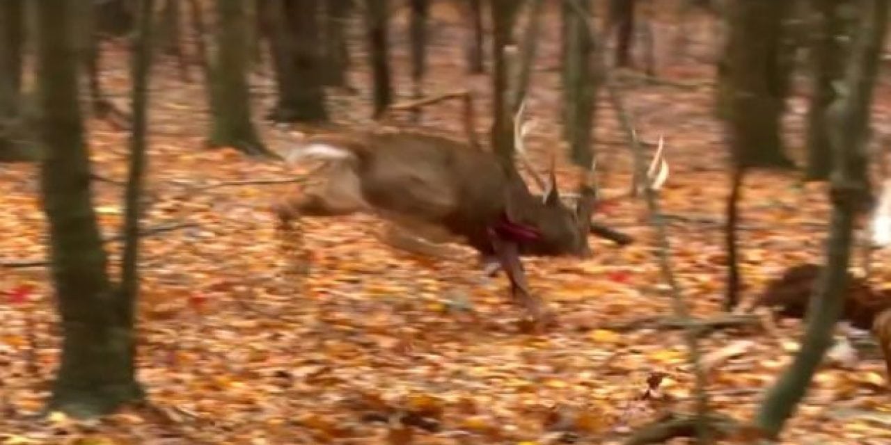 Heart Shot Pours Blood Like a Faucet On This Giant Buck