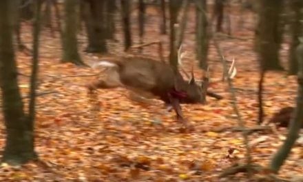 Heart Shot Pours Blood Like a Faucet On This Giant Buck