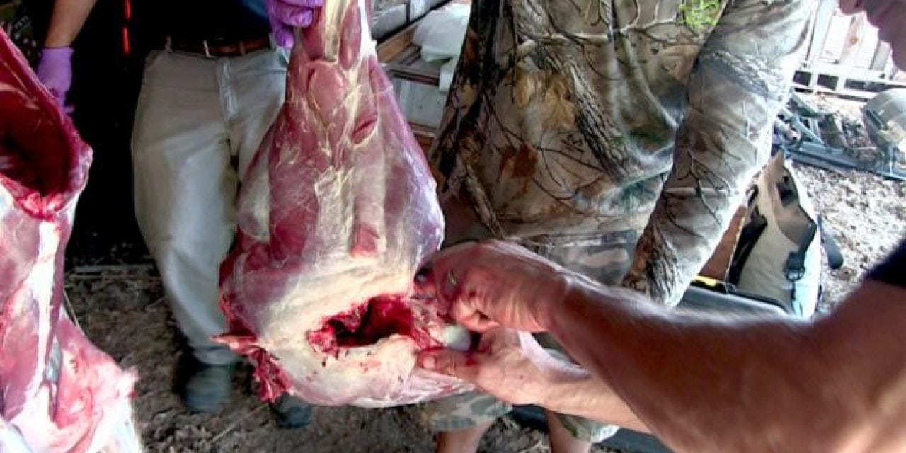 Here’s a Cheap Way to Keep Your Venison From Spoiling in the Field