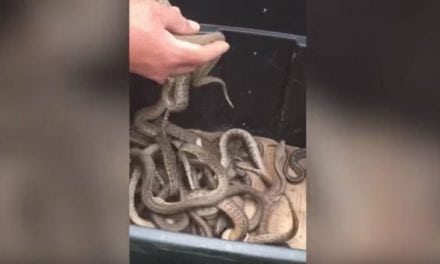 Here’s That Snake Hunting Hot Spot You’ve Been Hearing About