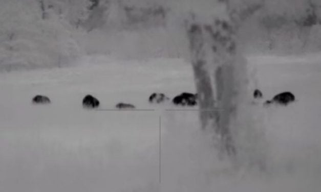 Hog Eradication to the Max: 110 Hogs Taking Dirt Naps
