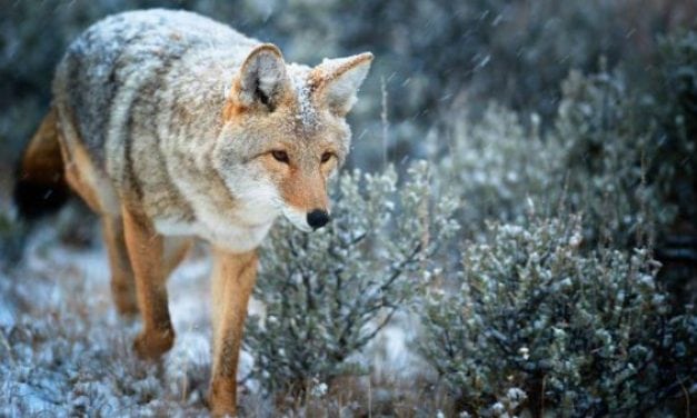 How to Get Started in Predator Calling