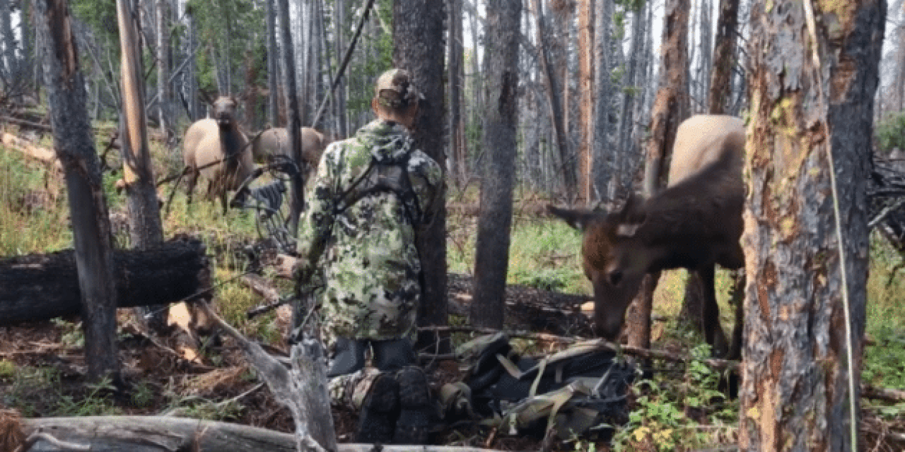 Hunter Sits Still in Middle of Elk Herd: Watch What Happens