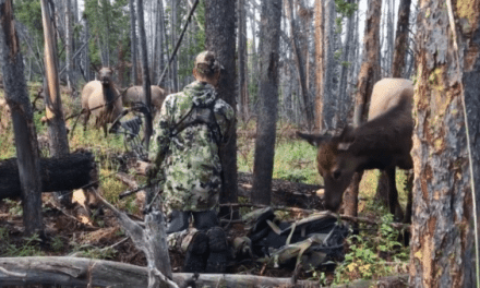 Hunter Sits Still in Middle of Elk Herd: Watch What Happens