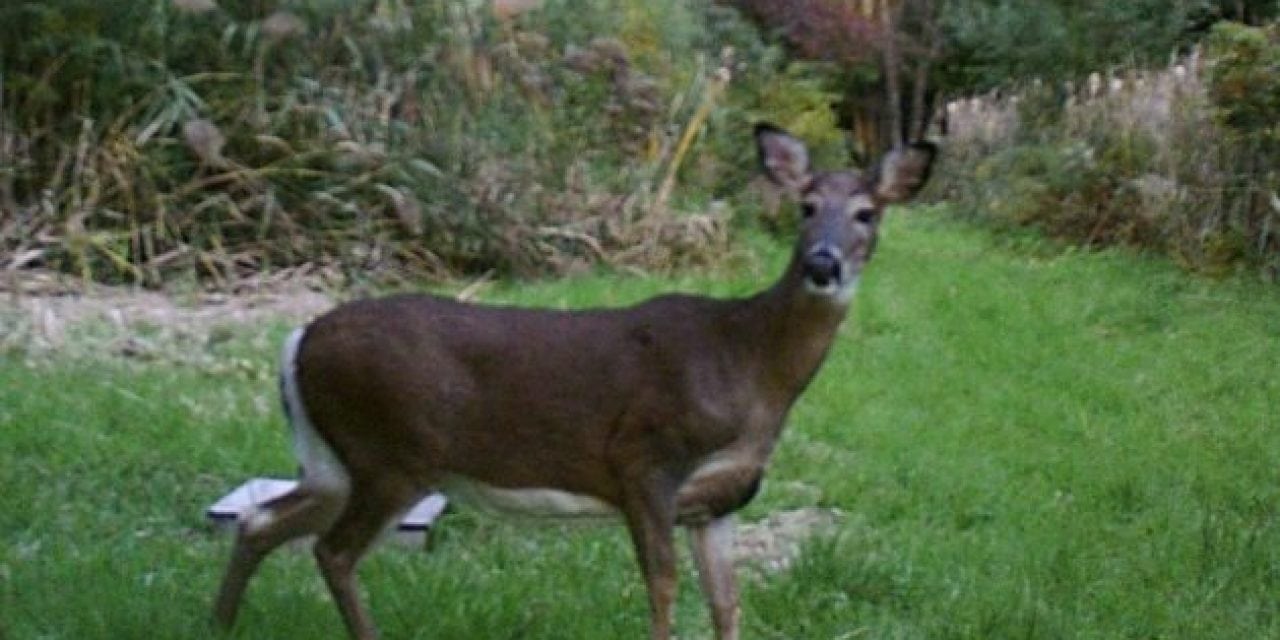 Hunting at Unpopular Times Is an Effective Way to Bag a Deer