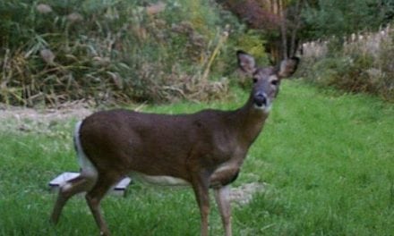 Hunting at Unpopular Times Is an Effective Way to Bag a Deer