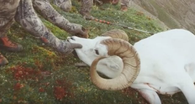 Hunting Dall Sheep With A Bow Is One Tough Challenge
