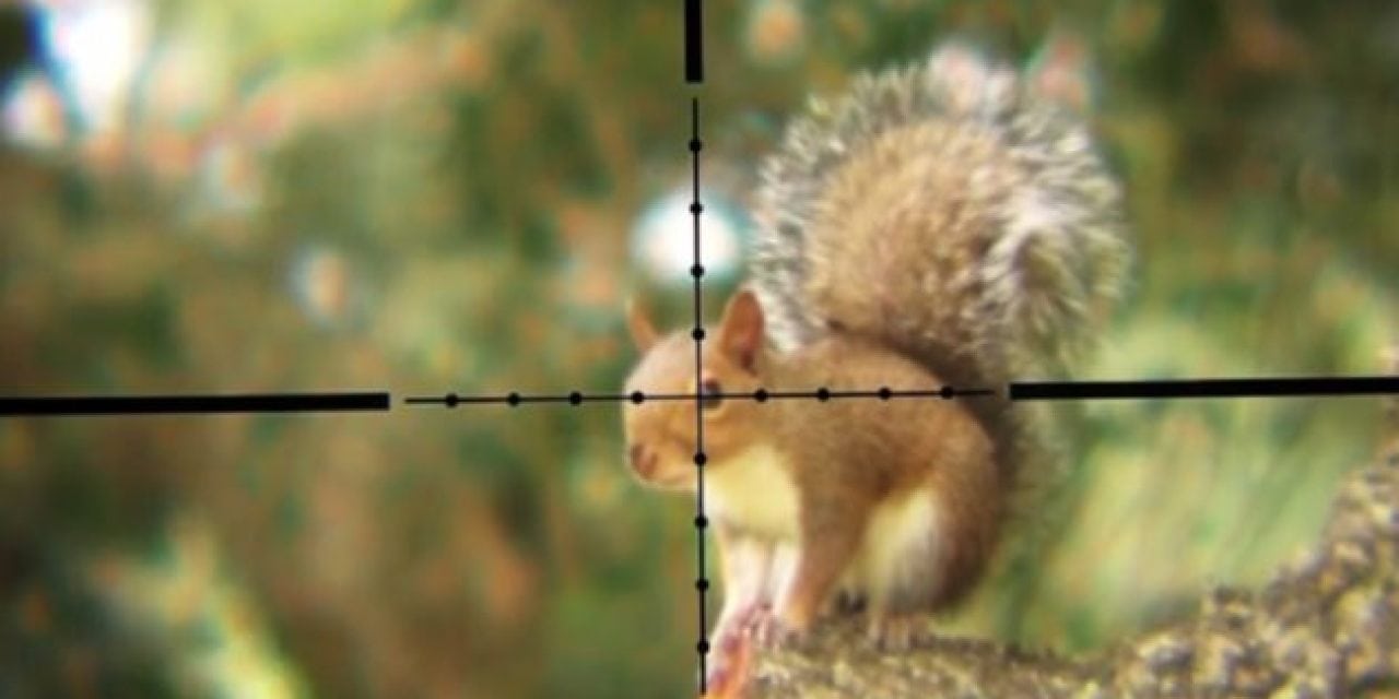 Hunting Squirrels with a .30 Caliber Air Rifle is as Intense as You’d Think