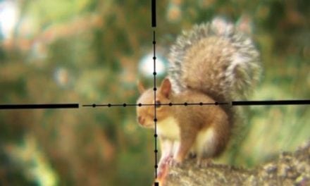 Hunting Squirrels with a .30 Caliber Air Rifle is as Intense as You’d Think