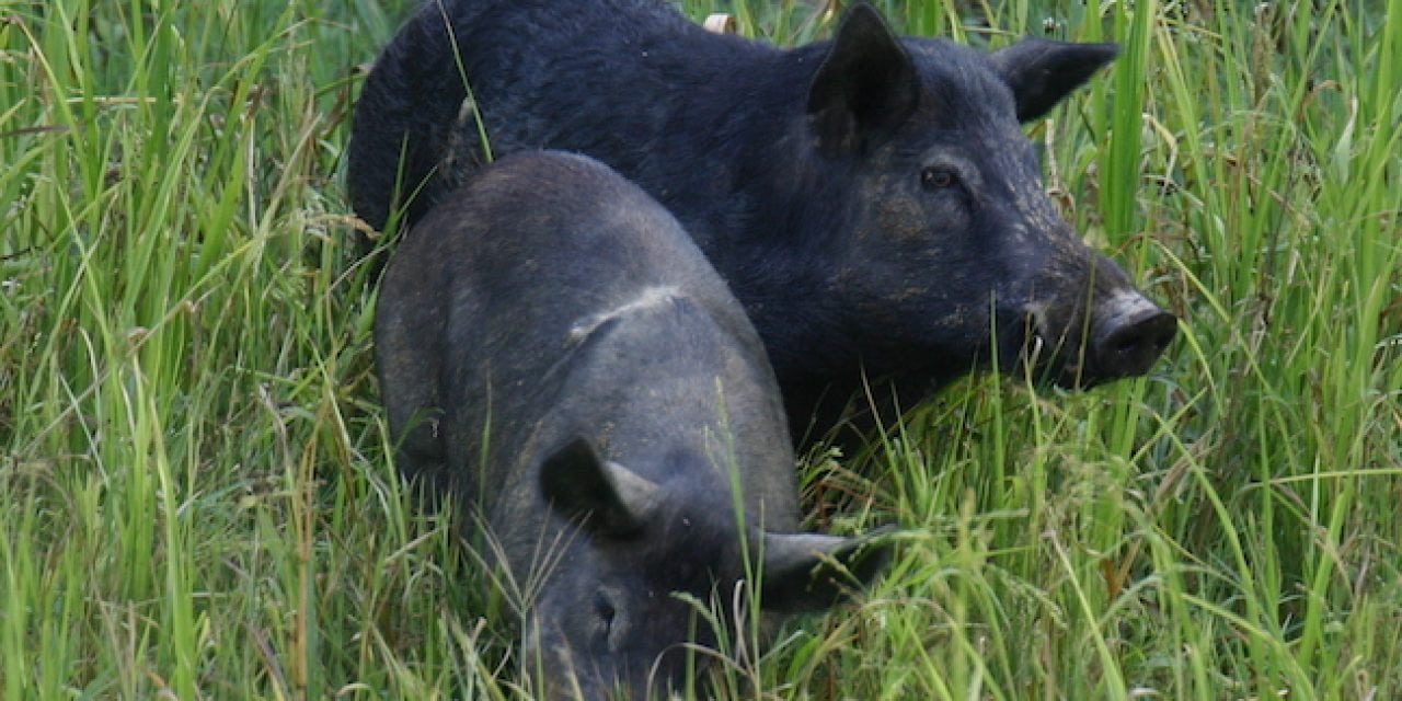 Hunting Wild Hogs: New Rules to Control Population