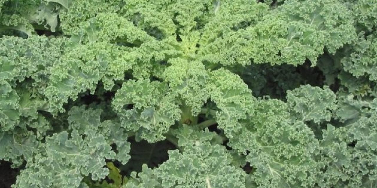 I Tried Planting Kale in a Food Plot and Here’s What I Learned