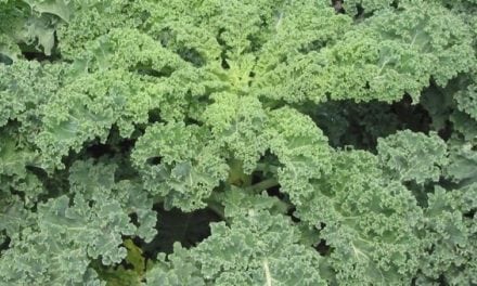 I Tried Planting Kale in a Food Plot and Here’s What I Learned
