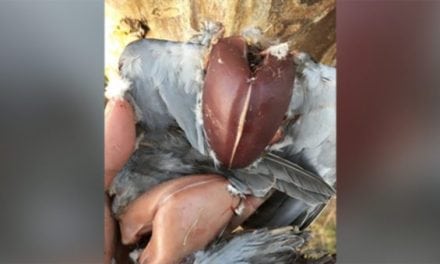 Instagram Took Offense to These Bare-Breasted Doves, Here’s What This Hunter Did
