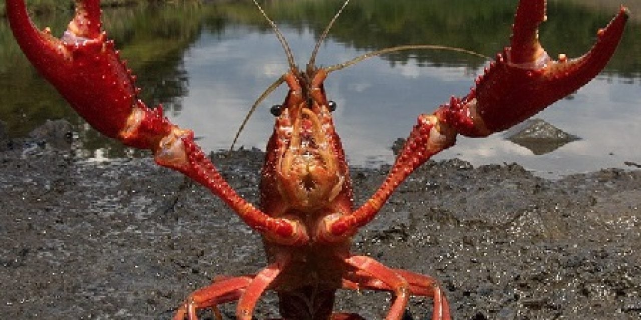 Invasive red swamp crayfish found in two locations in Michigan