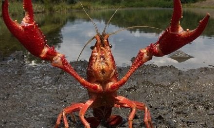 Invasive red swamp crayfish found in two locations in Michigan