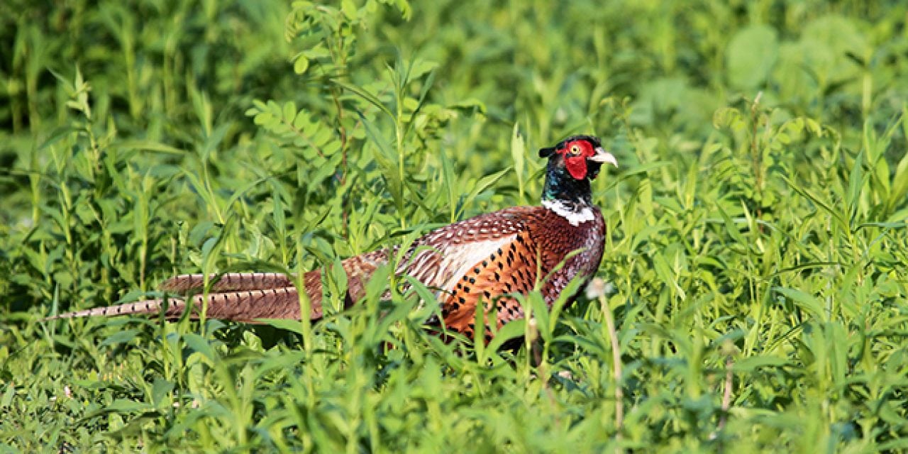 Iowa Pheasant Hunting Outlook 2017