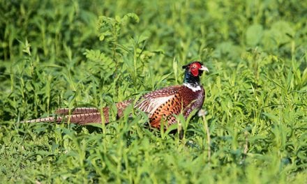 Iowa Pheasant Hunting Outlook 2017