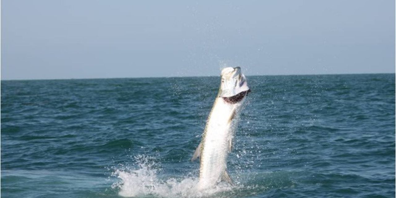 Knowing how to catch a giant tarpon is half the battle