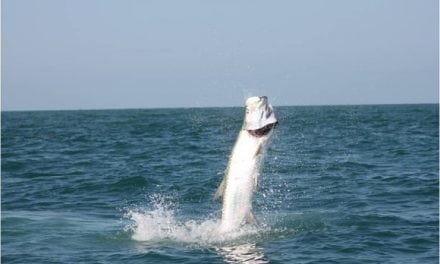Knowing how to catch a giant tarpon is half the battle