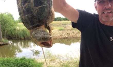 Les Johnson’s Secret Weapon for Catching a Snapping Turtle